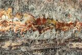 Rare North Pole Dome Stromatolite Slice - Billion Years #208071-1